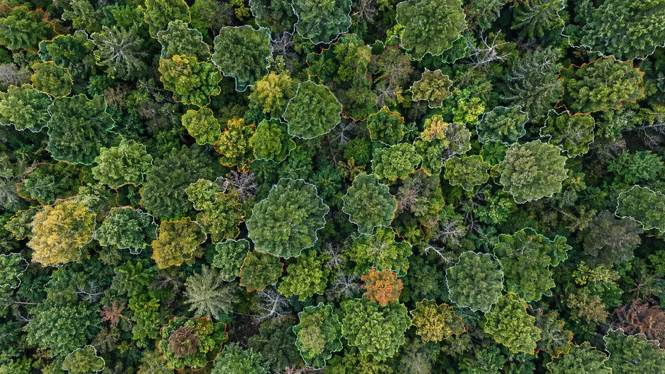 Aerial forest canopy with individual tree-crown instance boundaries