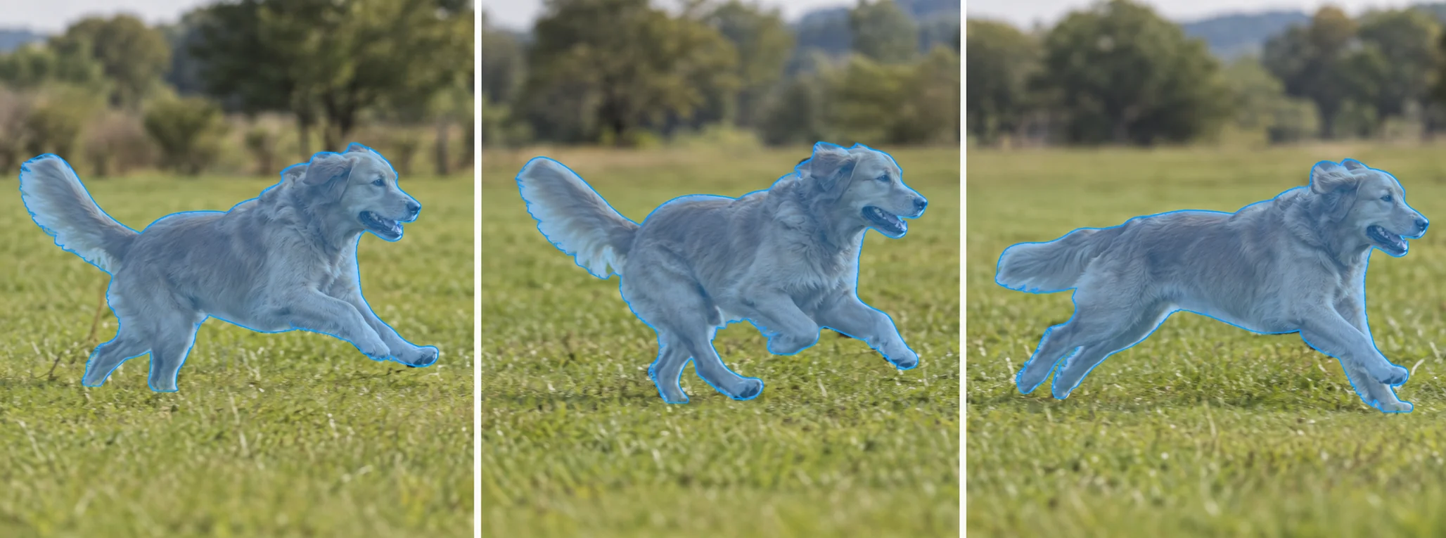 Running dog tracked with a consistent deforming instance mask across frames